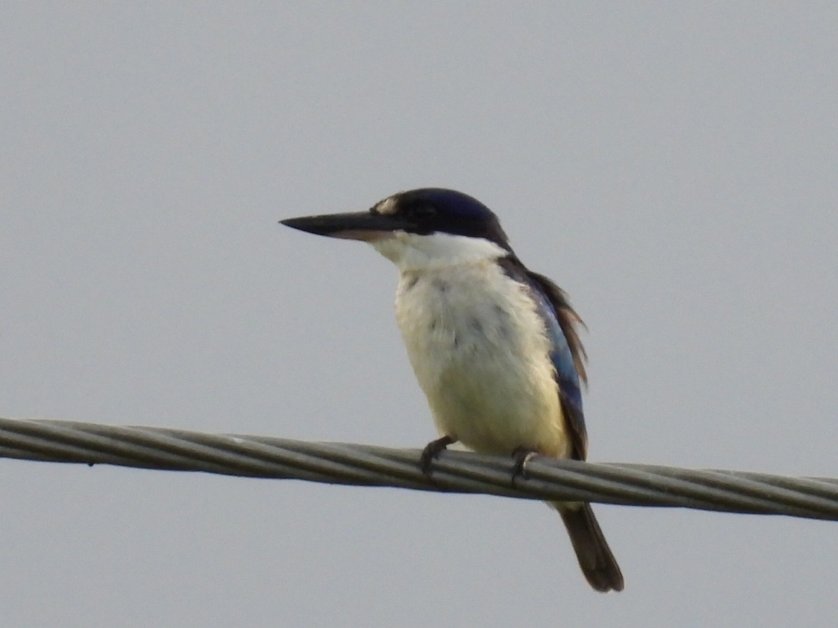 Forest Kingfisher - ML544561571