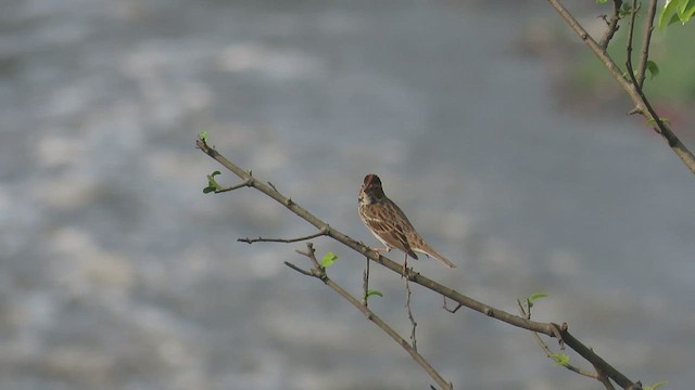 Little Bunting - ML544561661