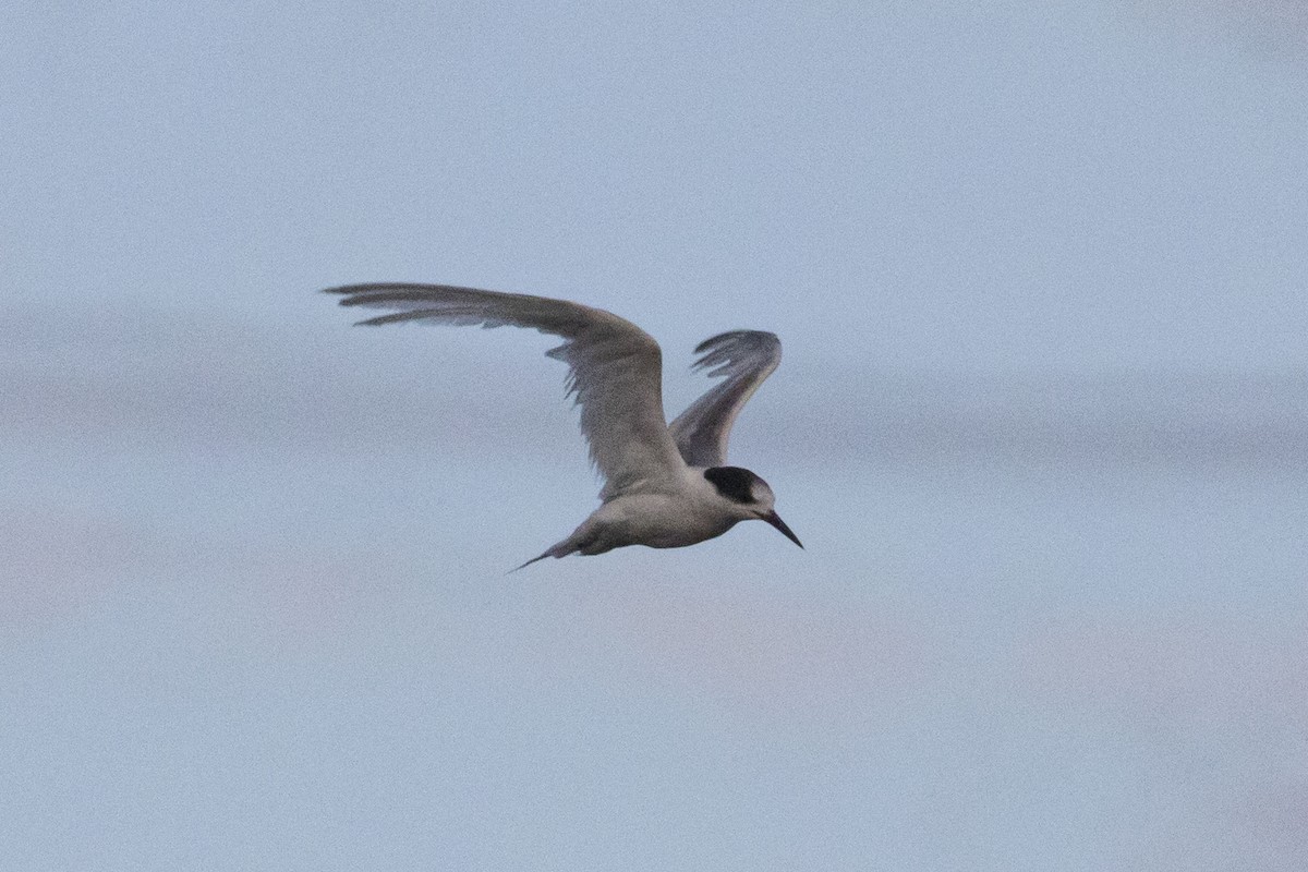 Common Tern - Isaac Clarey