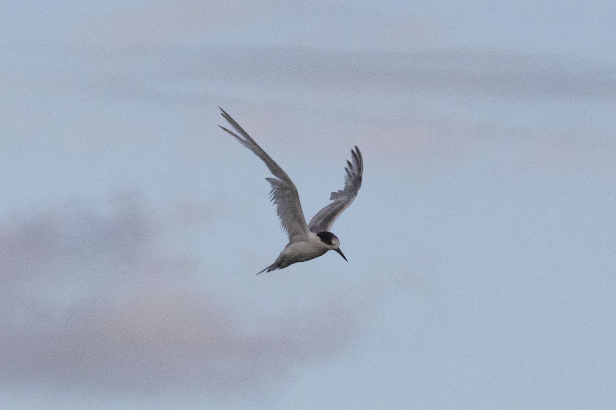 Common Tern - ML544562801