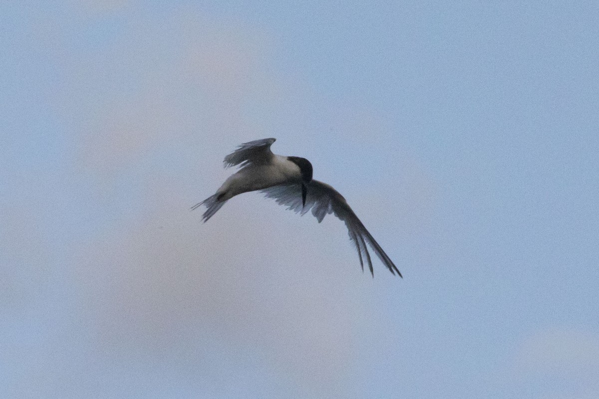 Common Tern - ML544562811