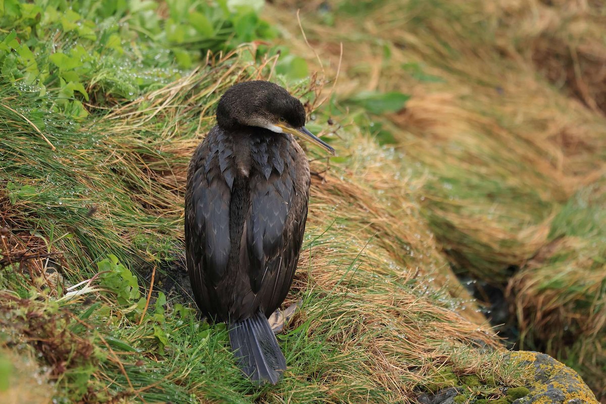 European Shag (Atlantic) - ML544562871