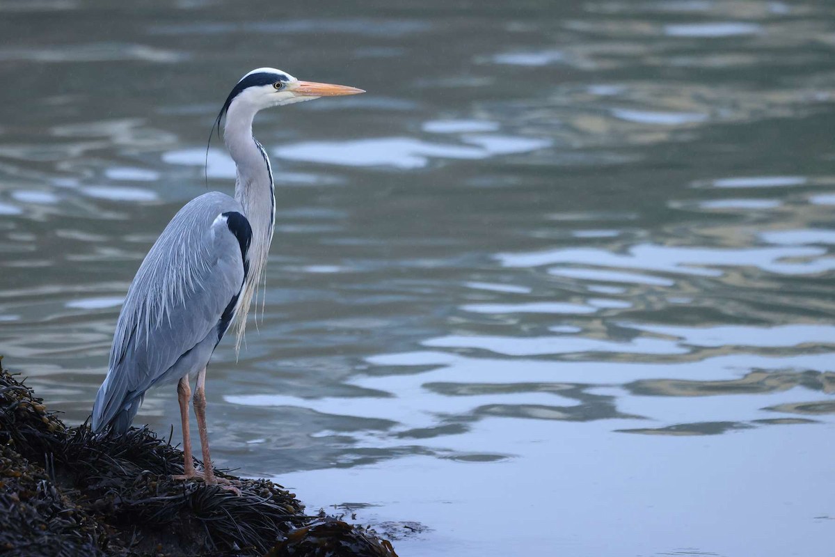 Gray Heron (Gray) - ML544562941