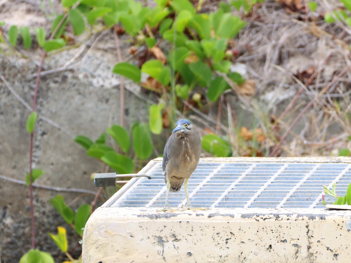 Striated Heron - ML544565191