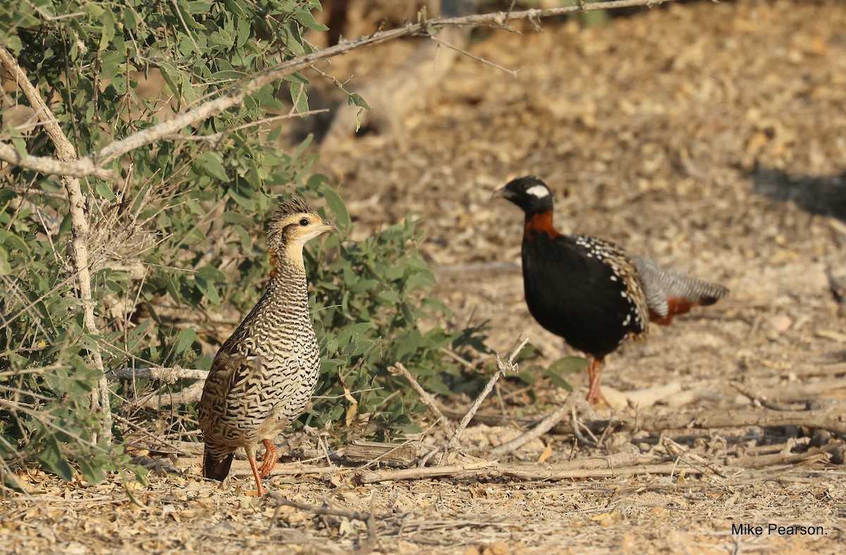 Black Francolin - ML544565501