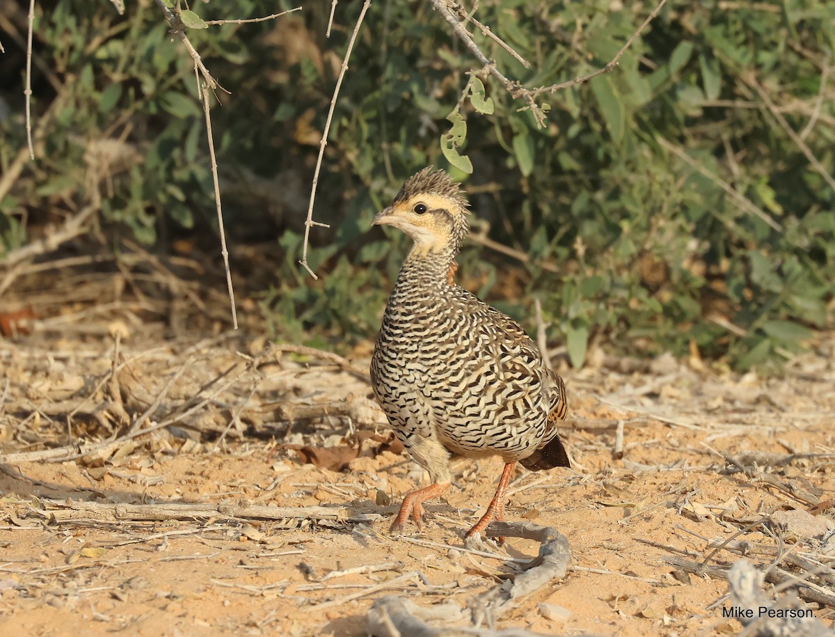 Black Francolin - ML544565591