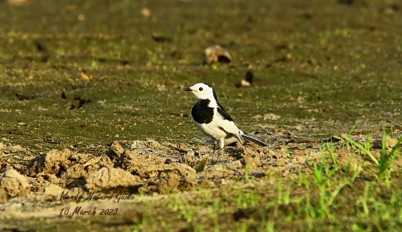 White Wagtail (Chinese) - ML544565691