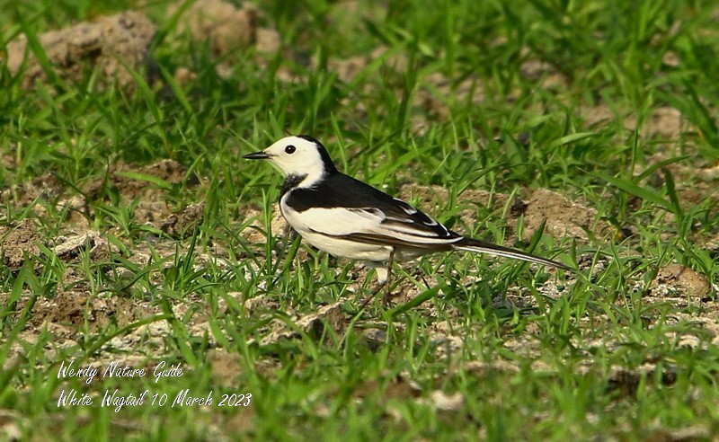 White Wagtail (Chinese) - ML544565701