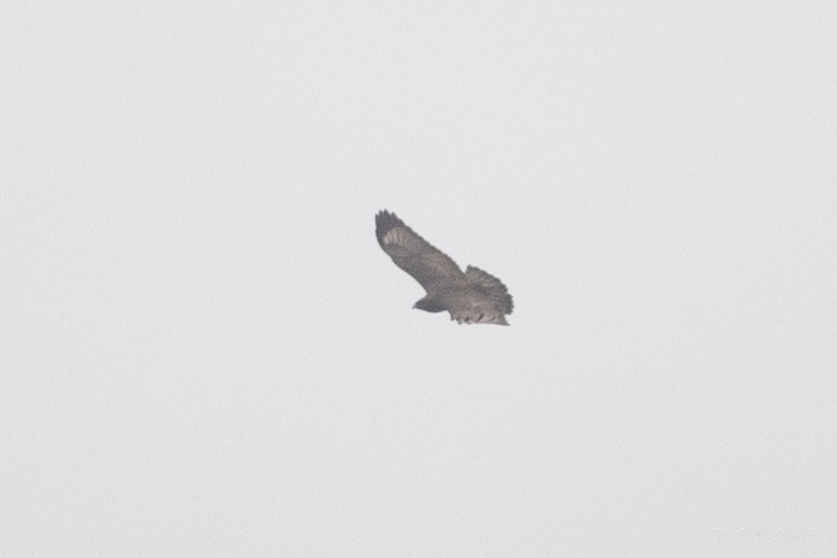 Upland Buzzard - ML544565901