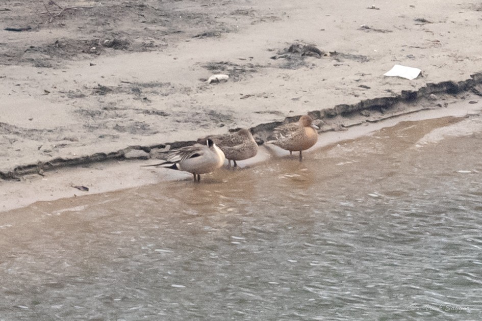 Northern Pintail - ML544566451