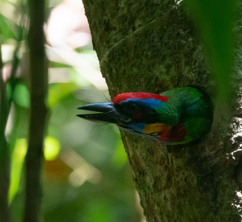 Red-crowned Barbet - ML544567201