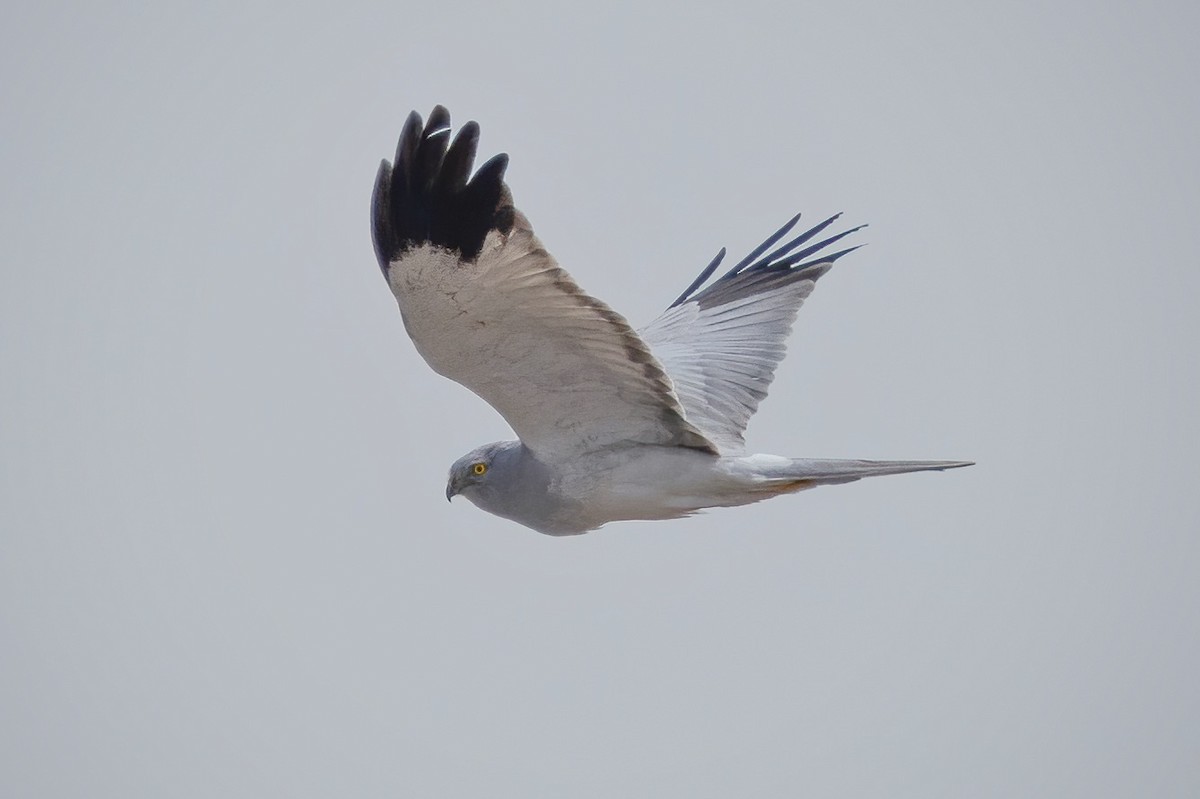 Hen Harrier - Sam N