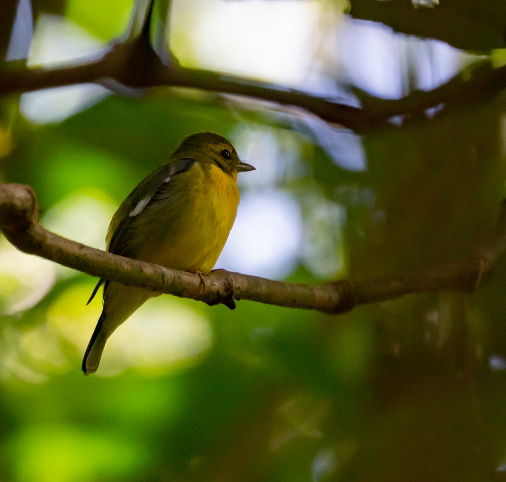 Green-backed Flycatcher - ML544567351