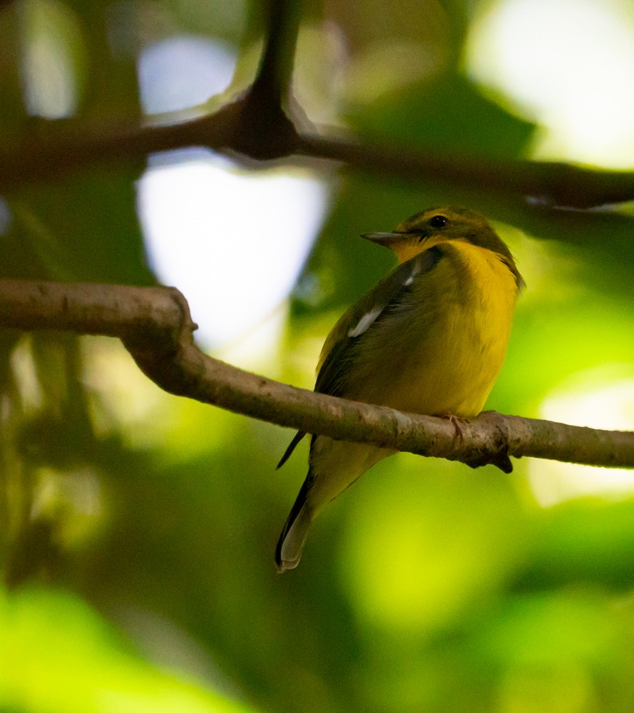 Green-backed Flycatcher - ML544567361