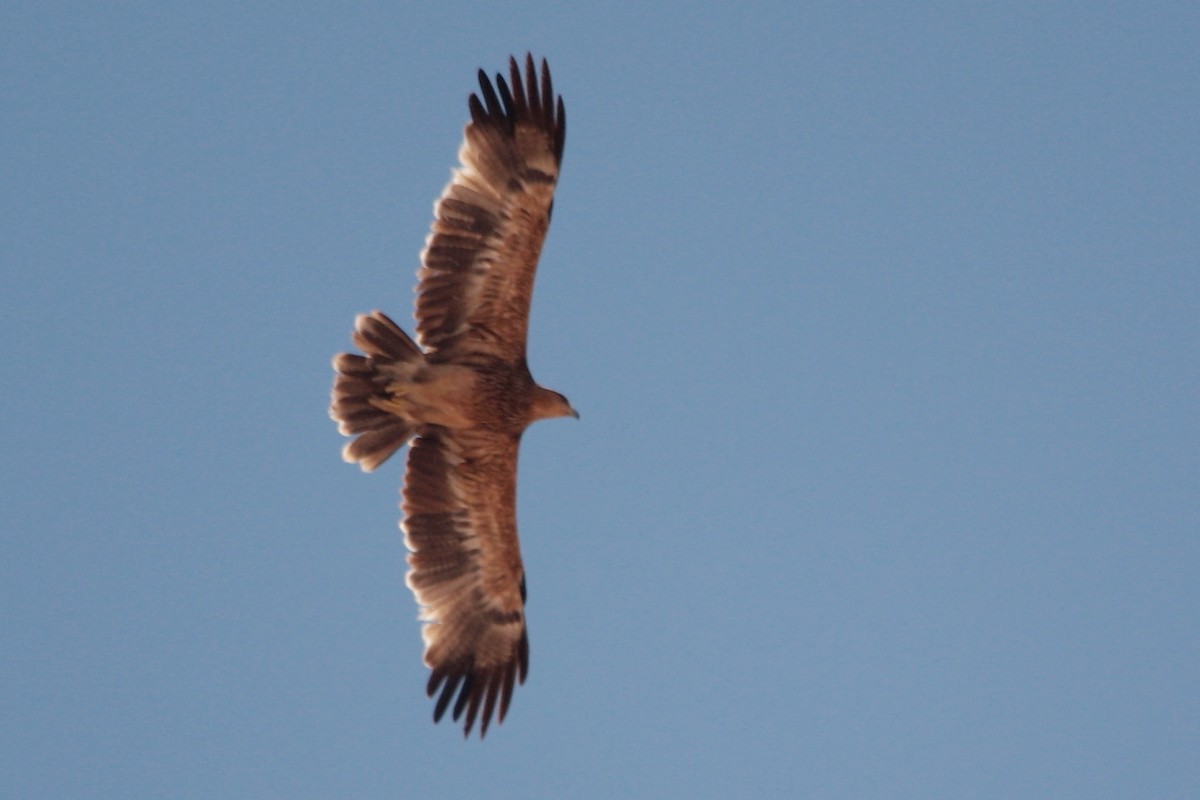 Águila Imperial Oriental - ML544567961