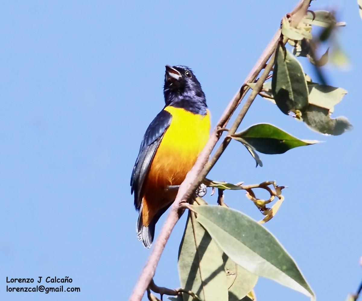 Rufous-bellied Euphonia - ML544568261