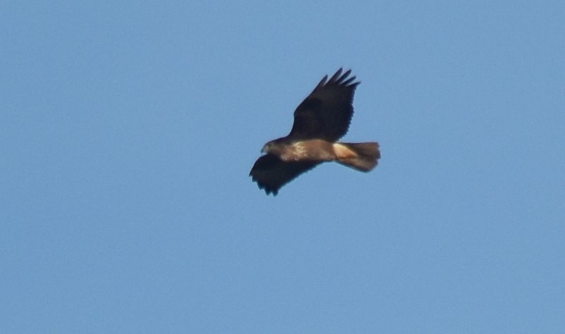 Common Buzzard - ML544569001