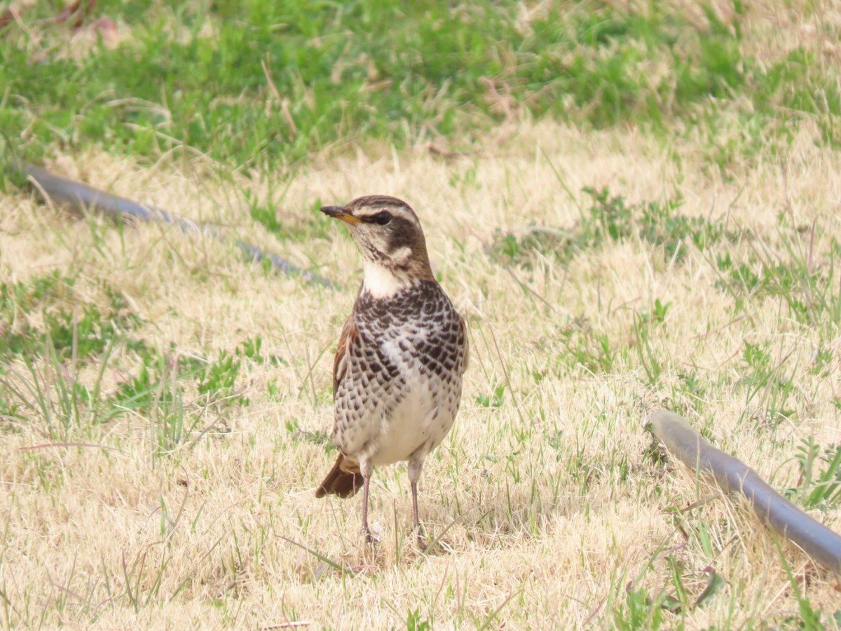 Dusky Thrush - ML544570171