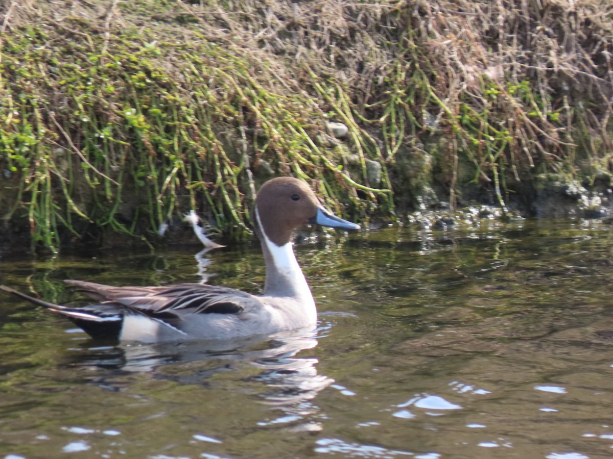 Northern Pintail - ML544570411