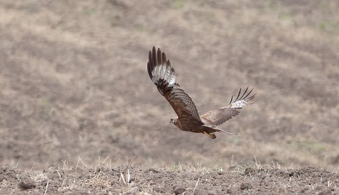 Long-legged Buzzard (Northern) - ML544570671