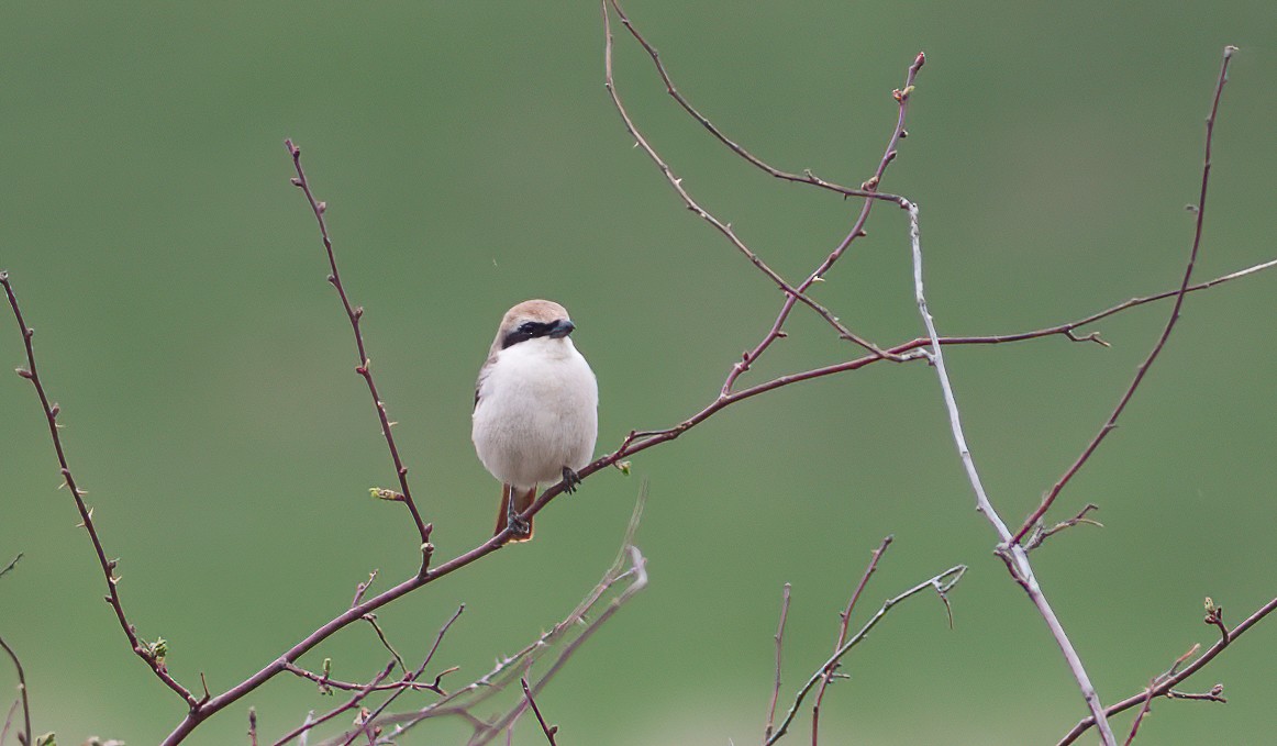 Red-tailed Shrike - Chris Jones