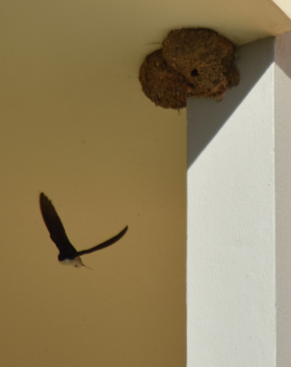 Western House-Martin - ML544570991