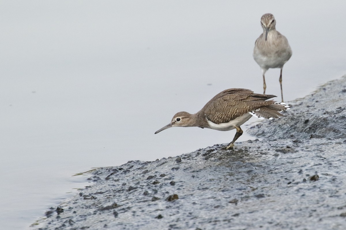 Common Sandpiper - ML544571541