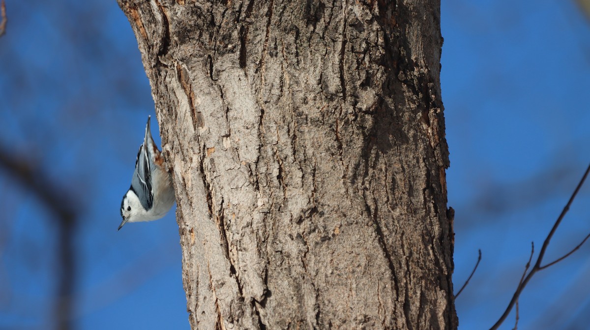 White-breasted Nuthatch - ML544571821