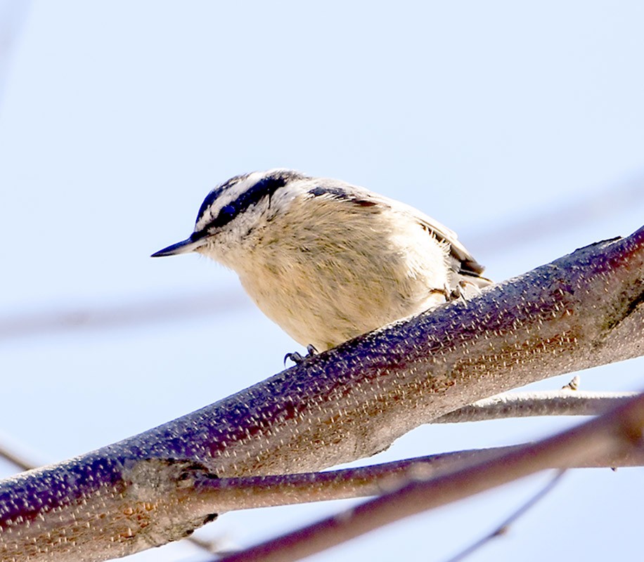 Red-breasted Nuthatch - ML54457191