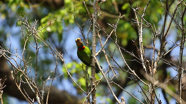 Taiwan Barbet - ML544571921