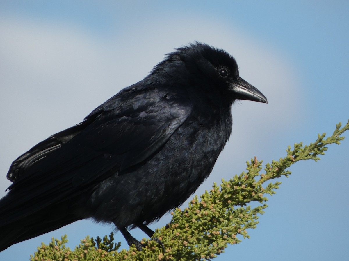 Fish Crow - Peter Wynnyk