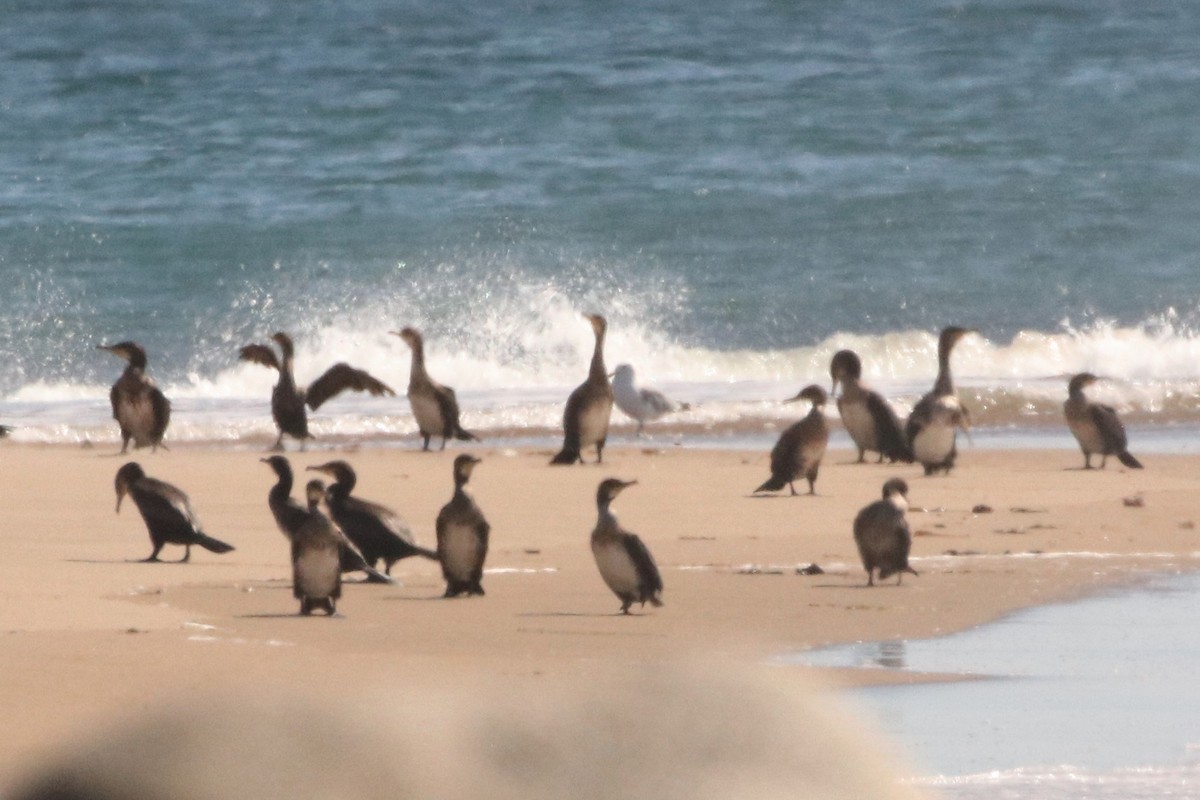 Тураг гогой - ML544572311