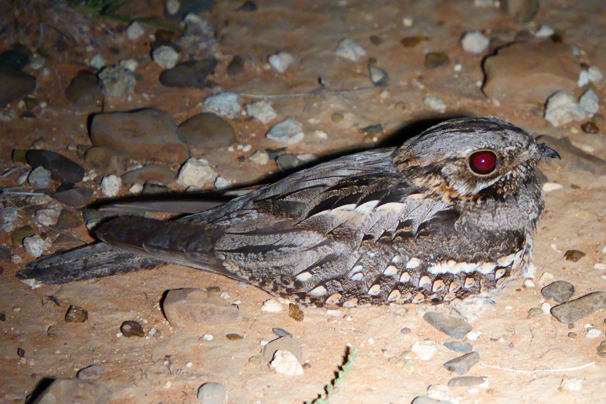 Rufous-cheeked Nightjar - Paul Holmes