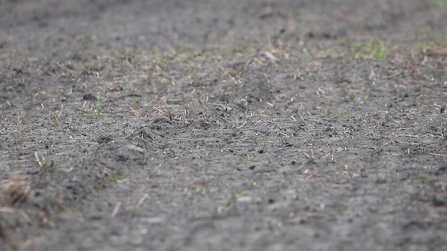 Little Bunting - ML544572681