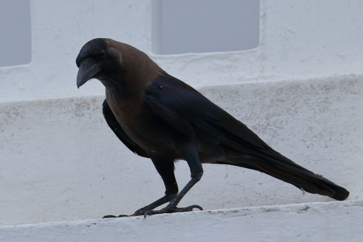 House Crow - ML544572961