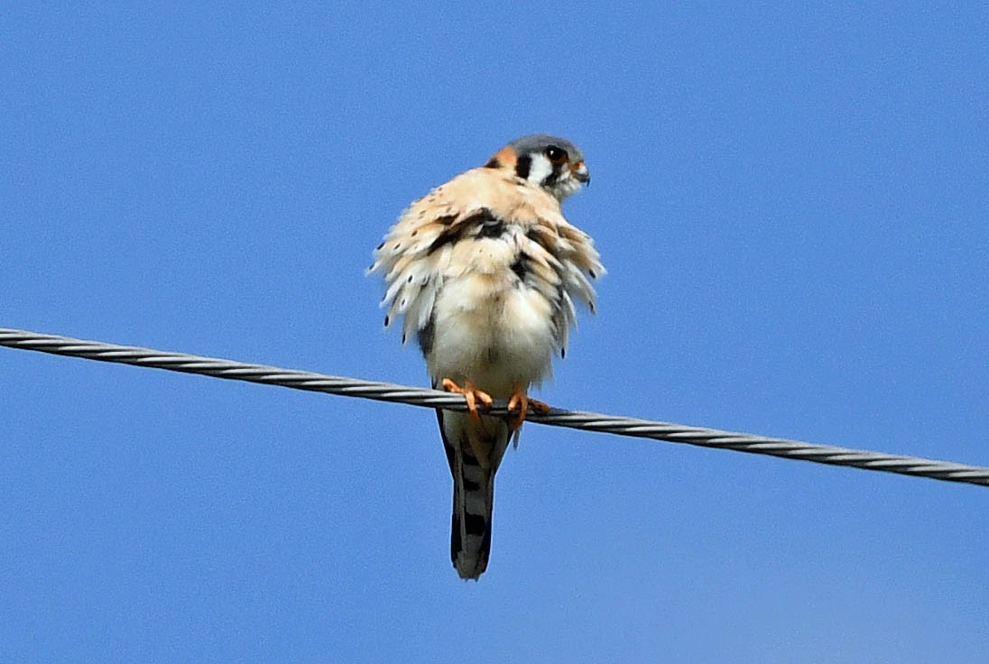 American Kestrel - ML544572981