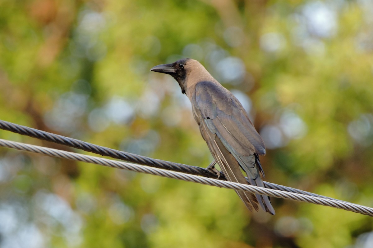 House Crow - ML544572991