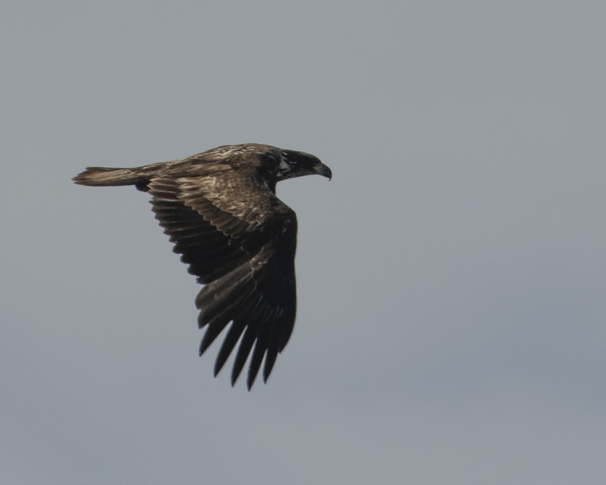 Bald Eagle - ML544574281