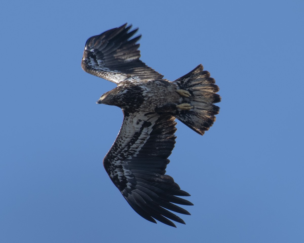 Bald Eagle - ML544574291