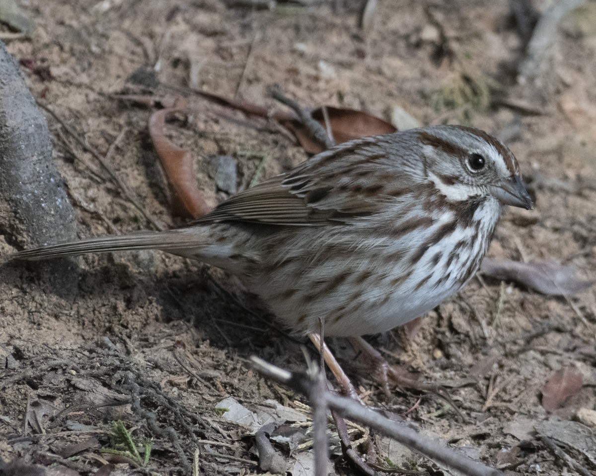 Song Sparrow - ML544574461