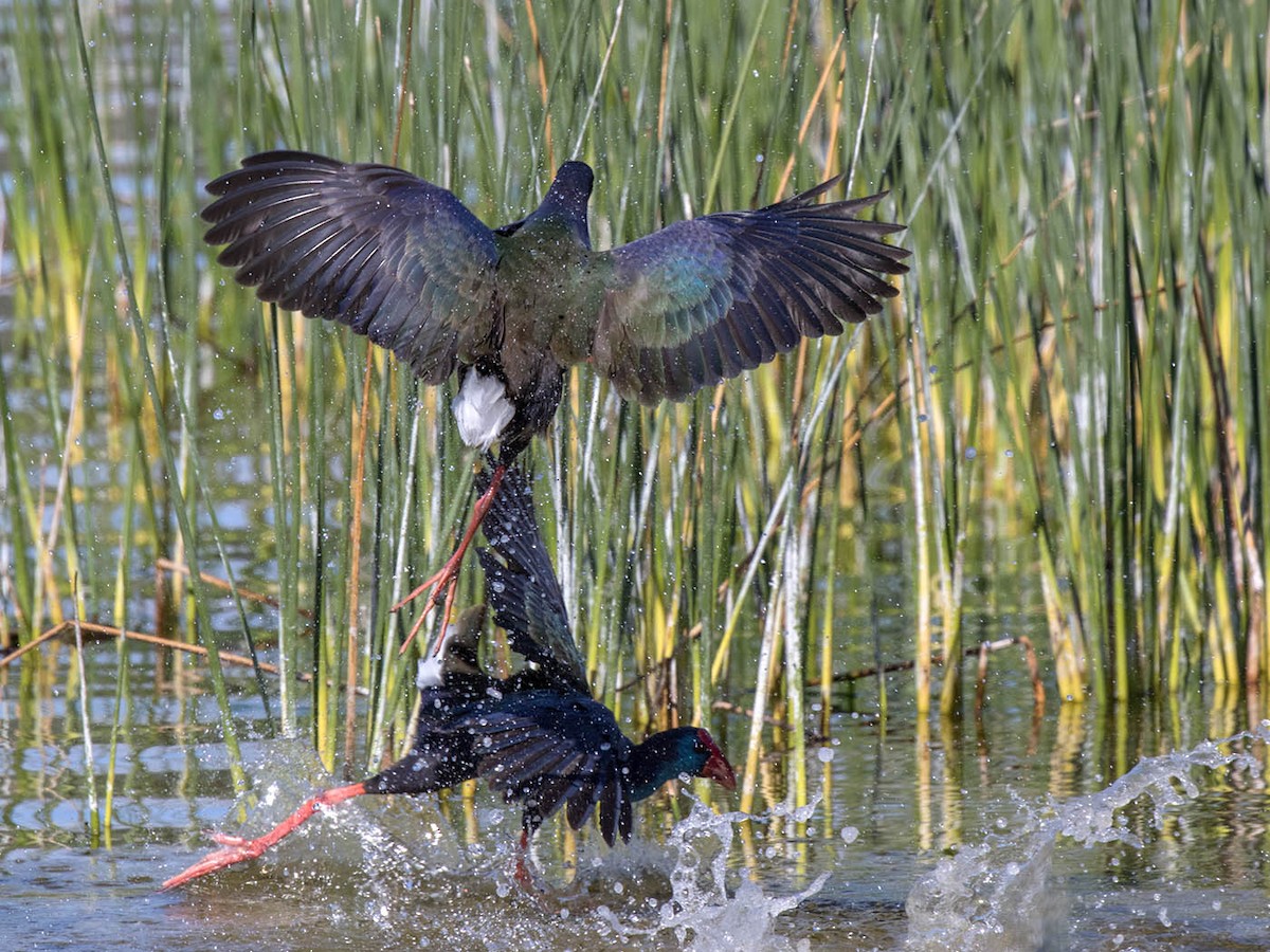 African Swamphen - Bruce Ward-Smith