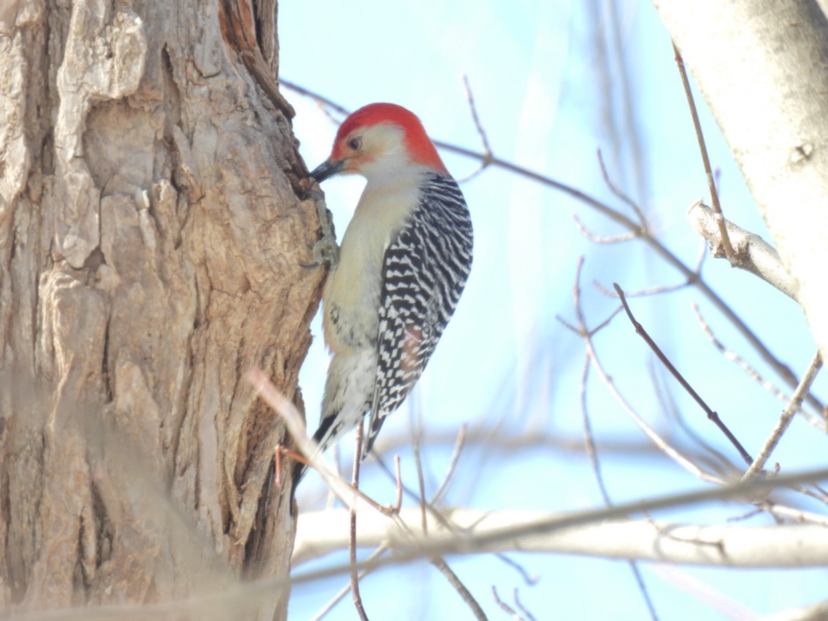 Red-bellied Woodpecker - ML544577471