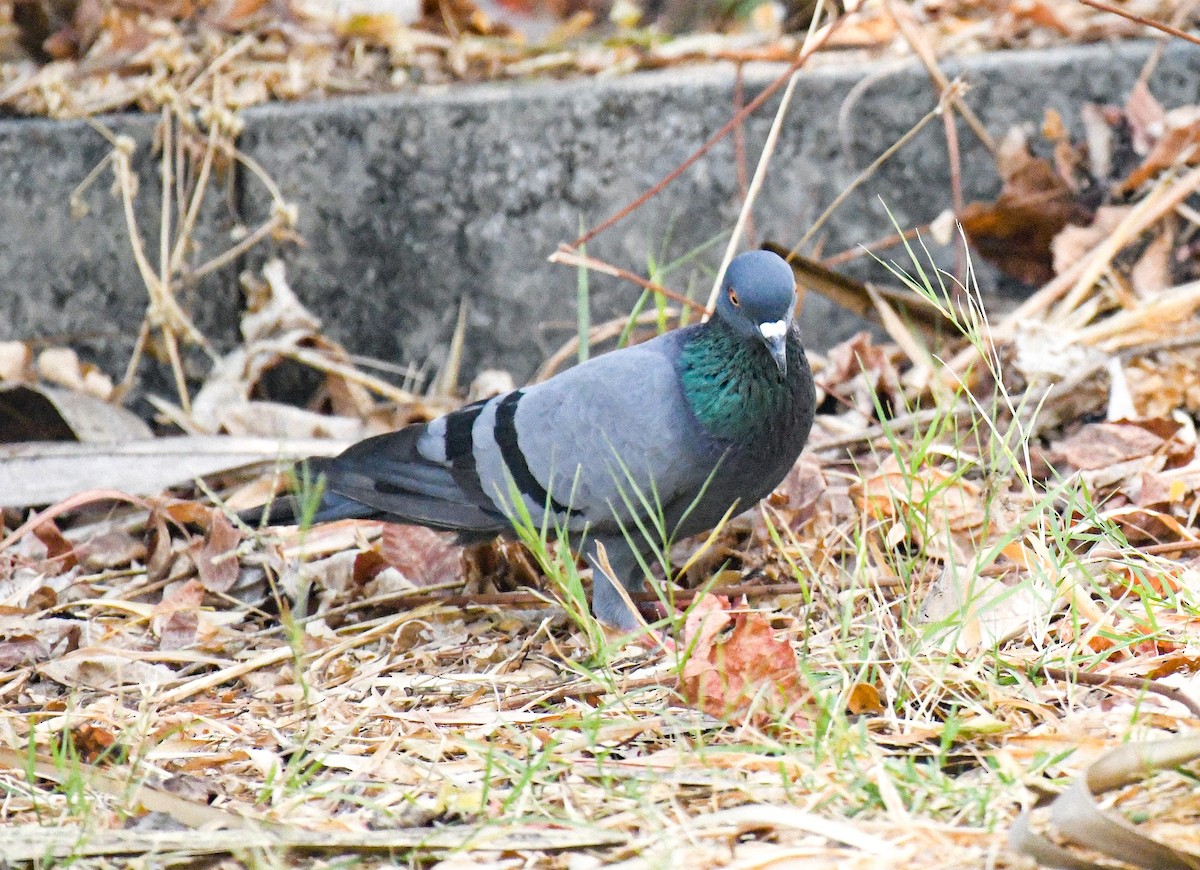 Pigeon biset (forme domestique) - ML544579231