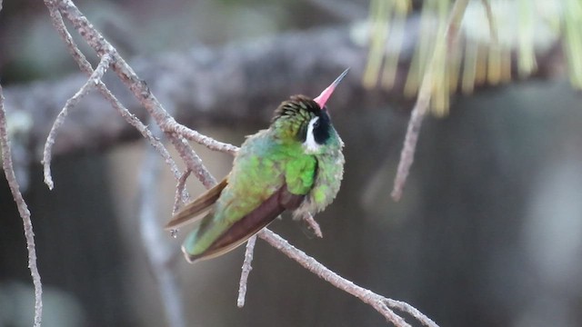 White-eared Hummingbird - ML544579461