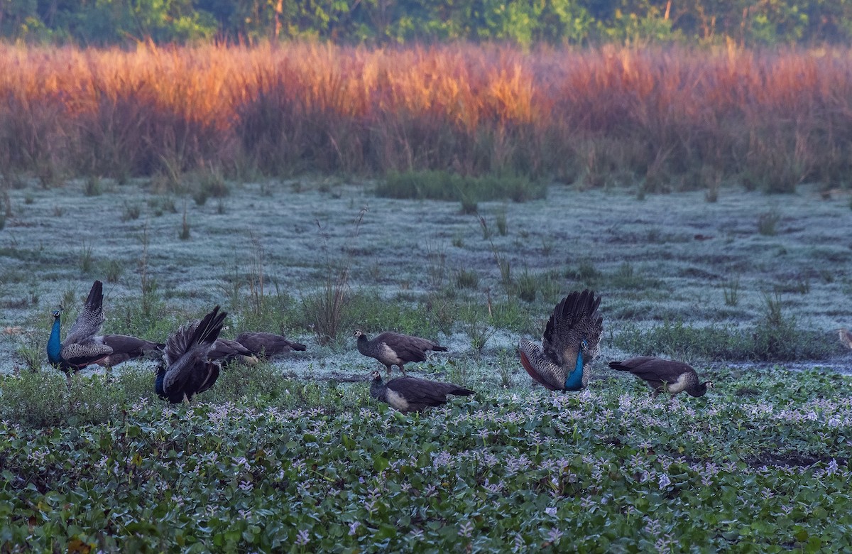 Indian Peafowl - ML544579621