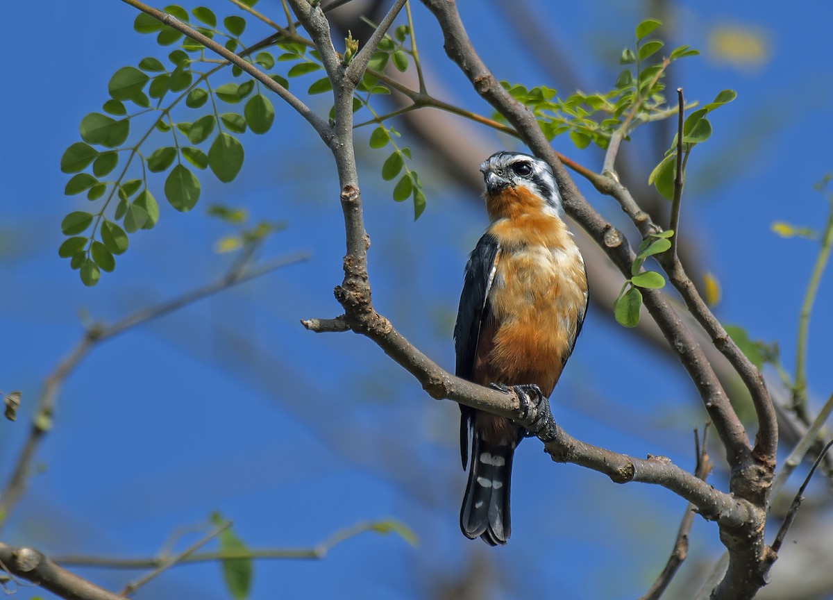 Collared Falconet - ML544579661