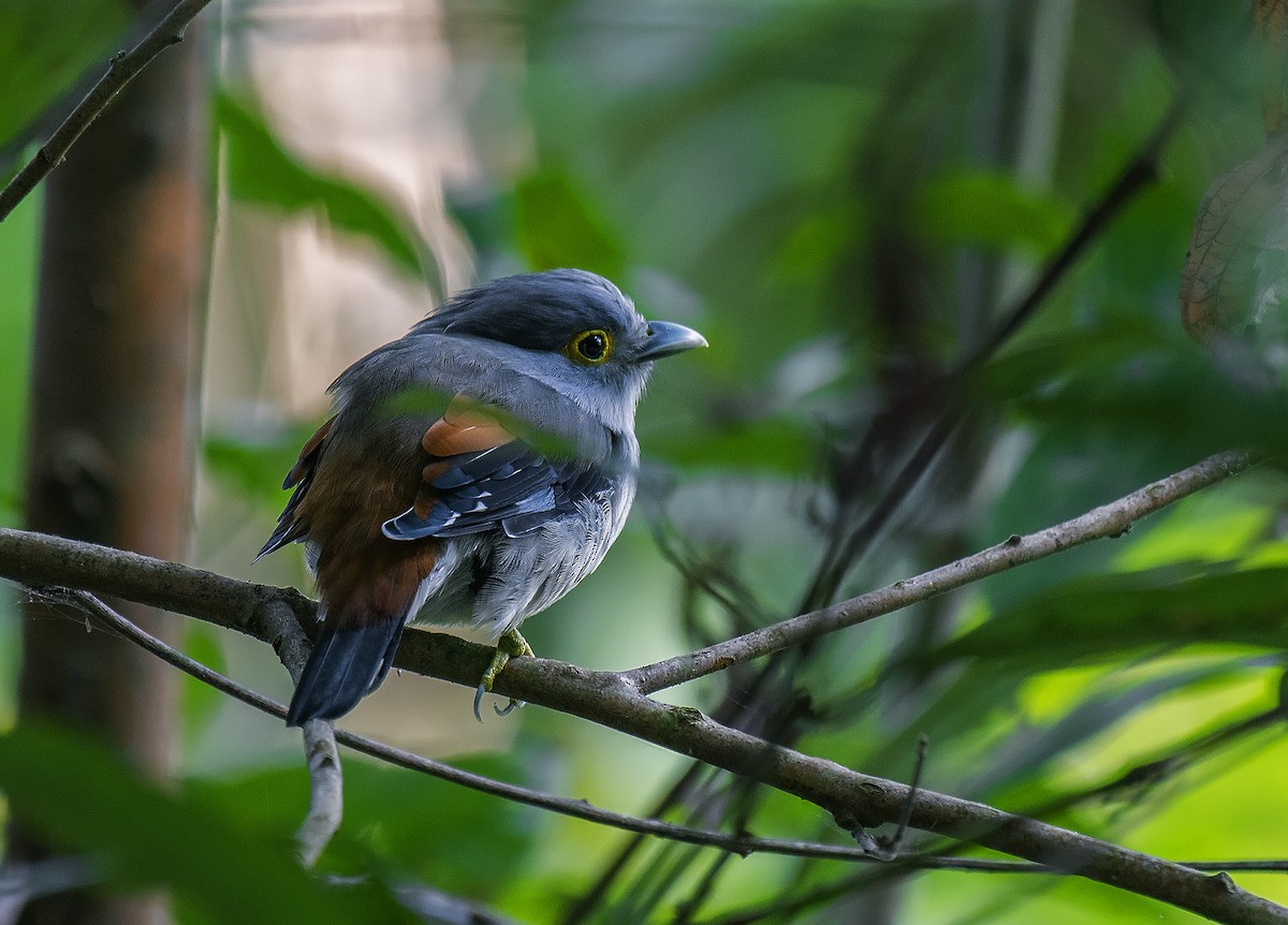 Gray-lored Broadbill - ML544579731