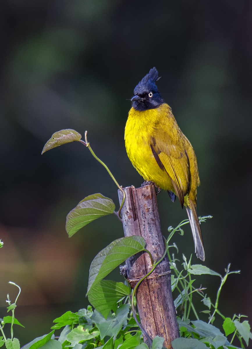 Black-crested Bulbul - ML544579761