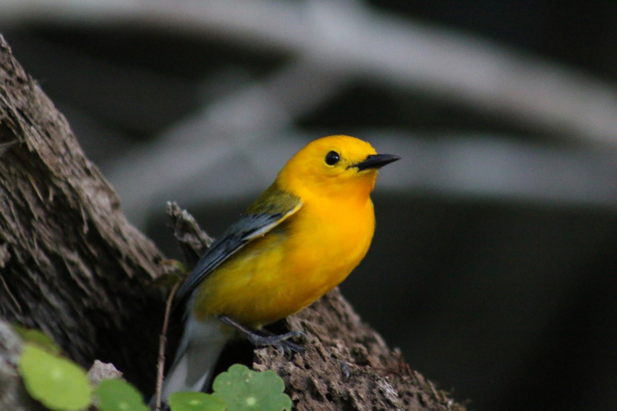 Prothonotary Warbler - ML54458031