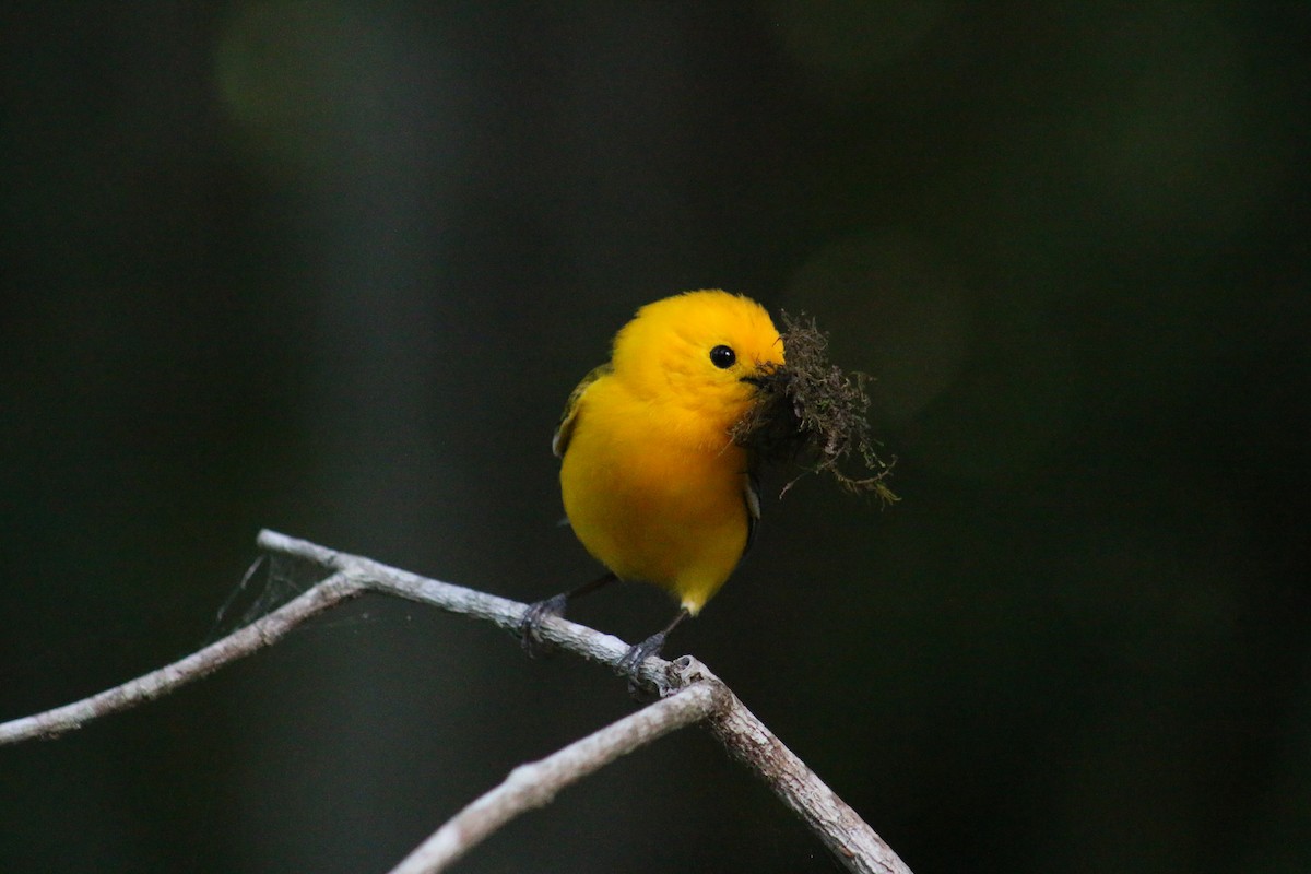 Prothonotary Warbler - ML54458051